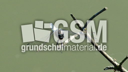 Blaugrüne Mosaikjungfer (3).jpg